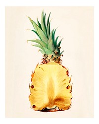 Vintage pineapple cut in half illustration. Digitally enhanced illustration from U.S. Department of Agriculture Pomological Watercolor Collection. Rare and Special Collections, National Agricultural Library.