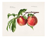 Vintage peaches illustration. Digitally enhanced illustration from U.S. Department of Agriculture Pomological Watercolor Collection. Rare and Special Collections, National Agricultural Library.