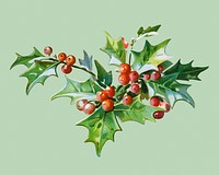 Festive Christmas holly leaves illustration