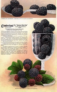 Cumberland black raspberry lithograph.  Digitally enhanced from our own original 1900 edition plates of Botanical Specimen published by Rochester Lithographing and Printing Company.