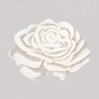 White rose sticker, vintage flower illustration psd