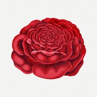 Red rose sticker, vintage flower illustration psd