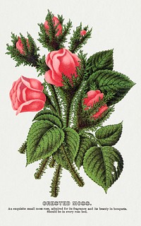 Pink roses, Crested Moss lithograph.  Digitally enhanced from our own original 1900 edition plates of Botanical Specimen published by Rochester Lithographing and Printing Company.