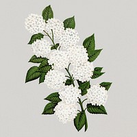 Japanese snowball flower illustration, vintage floral lithograph