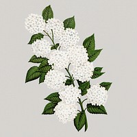 White flowers sticker, vintage floral illustration psd