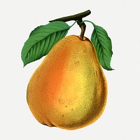 Pear clipart, vintage fruit illustration psd