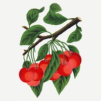 Early Richmond cherry illustration, vintage botanical lithograph