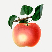 Red apple clipart, vintage fruit illustration psd