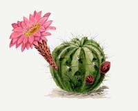 Cactus drawing, aesthetic vintage flower illustration