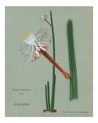 Snake cactus vintage art print, remixed from our own original copy of Familie Der Cacteen (1893-1905).