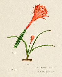 Red Rat's Tail cactus. Digitally enhanced from our own original copy of Familie Der Cacteen (1893-1905). 