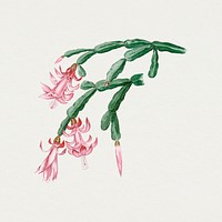 Pink flower drawing, aesthetic vintage cactus illustration, classic design element psd