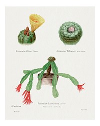 Cactus vintage art print, Peyote, Indian Head, and Christmas cactus, remixed from our own original copy of Familie Der Cacteen (1893-1905).