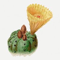 Cactus illustration, aesthetic indian head illustration psd