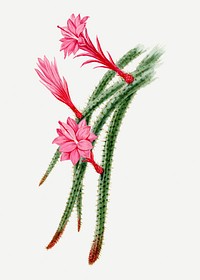 Rattail cactus drawing, aesthetic vintage flower illustration