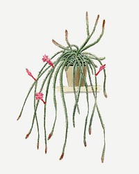 Vintage cactus illustration vector design element