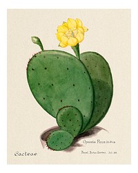 Indian fig opuntia cactus vintage art print, remixed from our own original copy of Familie Der Cacteen (1893-1905).