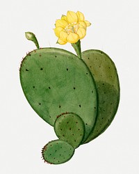Indian fig opuntia cactus illustration, aesthetic floral illustration psd