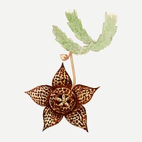 Starfish cactus illustration, aesthetic floral illustration psd