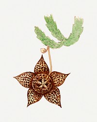 Starfish cactus. Digitally enhanced from our own original copy of Familie Der Cacteen (1893-1905). 