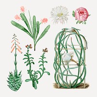 Vintage cactus flower drawing vector set