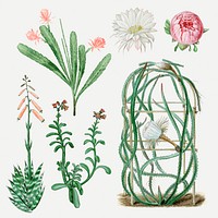 Vintage cactus flower drawing psd set