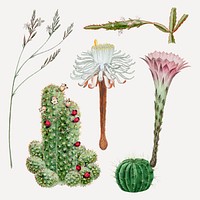 Vintage cactus flower drawing vector set