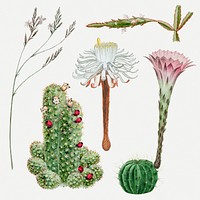 Vintage cactus flower drawing psd set