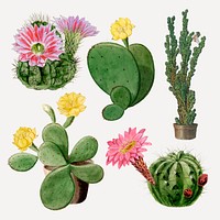 Vintage cactus flower drawing vector set