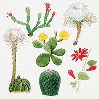 Vintage cactus flower drawing psd set