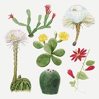 Vintage cactus flower drawing vector set