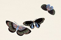 Japanese butterfly. Digitally enhanced from our own original 1904 edition of Kamisaka Sekka's Cho senshu (One Thousand Butterflies).