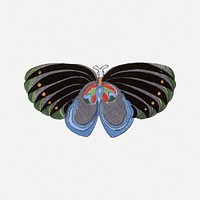 Moth collage element, Japanese woodblock print clip art psd