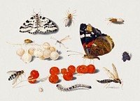 Bug psd with moth and insect on red currants illustration, remixed from artworks by Jan van Kessel