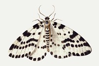 Vintage moth vector illustration, remixed from artworks by Jan van Kessel