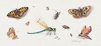 Insects, Butterflies, and a Dragonfly during 17th century painting in high resolution by <a href="https://www.rawpixel.com/search/Jan%20van%20Kessel?sort=curated&amp;page=1&amp;topic_group=_my_topics">Jan van Kessel</a>. Original from The MET Museum. Digitally enhanced by rawpixel.