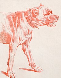 The Fore-part of a Dog (ca.1778) print in high resolution by Louis-Marin Bonnet. Original from the Smithsonian Institution. Digitally enhanced by rawpixel.