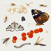 Insects, butterflies, bug psd set, remixed from artworks by Jan van Kessel