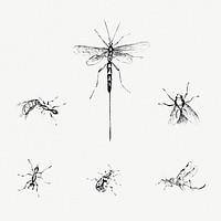 Insect monochrome set design element