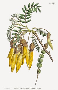 Sophora tetraptera (1791) engraving in high resolution by the famous Sydenham Edwards. Original from Museum of New Zealand. Digital enhanced by rawpixel.
