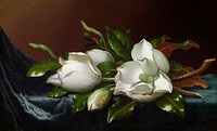 Magnolias on Light Blue Velvet Cloth (ca. 1885) by Martin Johnson Heade. Original from The Art Institute of Chicago. Digitally enhanced by rawpixel.