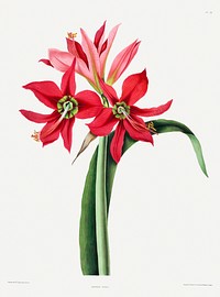 Amaryllis aulica by De Gouy. Original from The Smithsonian. Digitally enhanced by rawpixel.