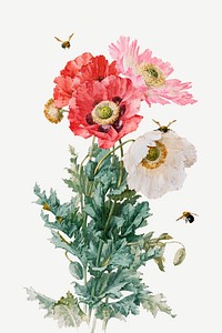Vintage poppy flower illustration psd, remix from artworks by Paul de Longpr&eacute;