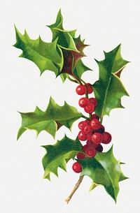 Vintage Christmas berry illustration psd, remix from artworks by