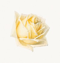 Study of a Rose (ca. 1898) in high resolution by Paul de Longpr&eacute;. Original from the Los Angeles County Museum of Art. Digitally enhanced by rawpixel.