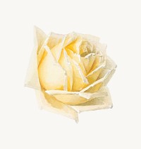 Vintage yellow rose flower head psd illustration, remix from artworks by Paul de Longpré