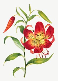 Vintage red lily flower botanical illustration vector, remix from artworks by L. Prang & Co.