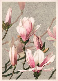 Magnolia (1886) in high resolution by L. Prang &amp; Co. Original from The Library of Congress. Digitally enhanced by rawpixel.
