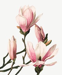 Vintage magnolia flower botanical illustration vector, remix from artworks by L. Prang & Co.