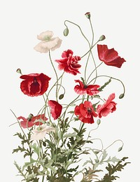 Vintage poppy flower botanical illustration psd, remix from artworks by L. Prang &amp; Co.